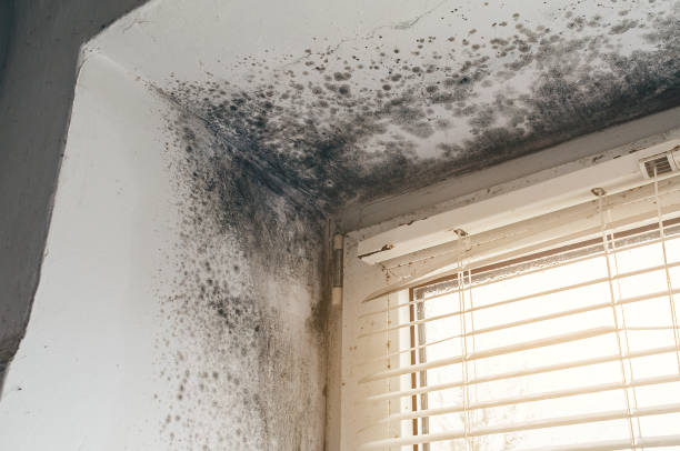 Trusted Attic Mold Removal service in Ridgewood, NJ - Cheap Mold Removal