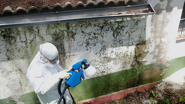 Trusted Black Mold Removal service in Ridgewood, NJ - Cheap Mold Removal